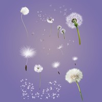 Dandelion Free PSD